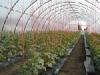 BIHOR vand solariu pt. legume si flori