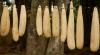 BIHOR Seminte de luffa productie proprie