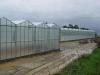 BIHOR Sere si solarii legume