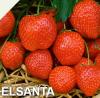 BIHOR Vand rasad capsuni