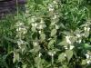 BIHOR plante medicinale-2013
