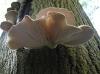 BIHOR miceliu pleurotus